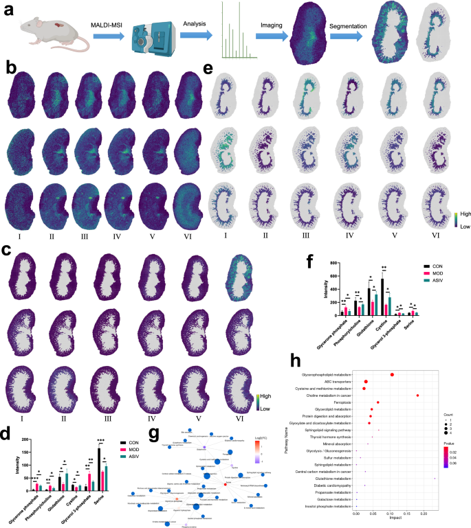 Fig. 5: Spatial metabolomics uncovers compartment-specific metabolic dysregulation and its amelioration by ASIV.