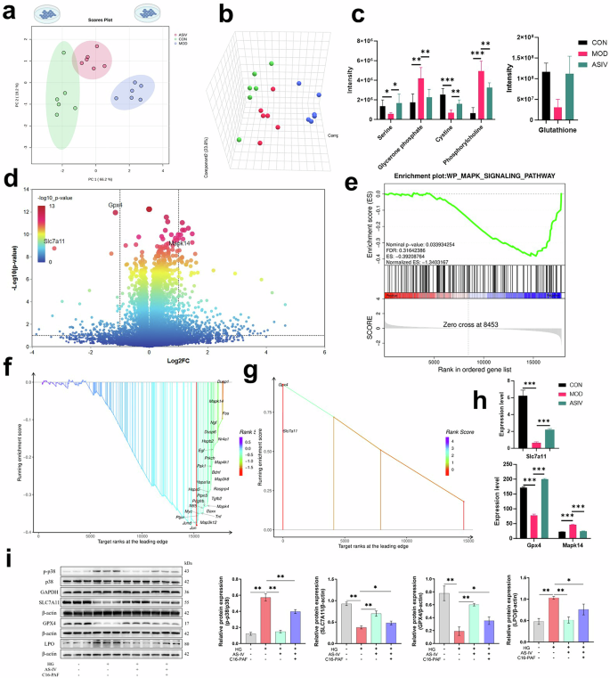 Fig. 6: Astragaloside IV attenuates high glucose-induced cellular injury via MAPK signaling and ferroptosis pathways.