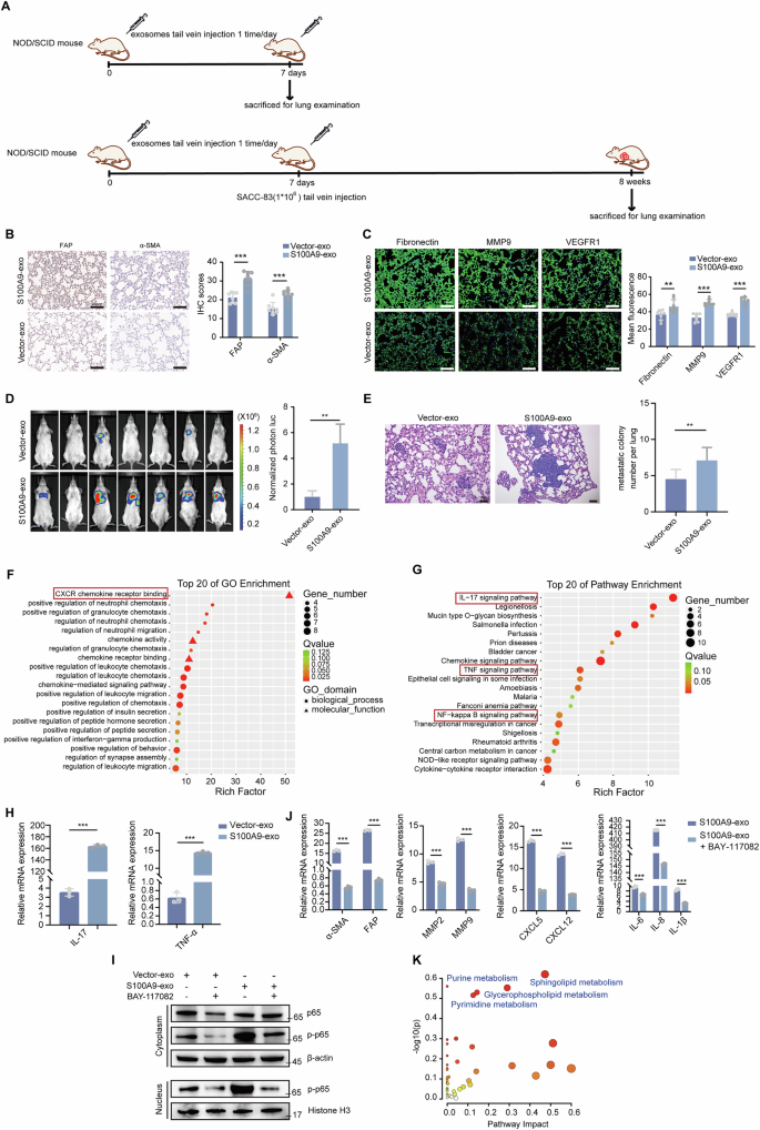 Fig. 4: Exosomal S100A9 activates fibroblasts through the NF-κB signaling pathway.