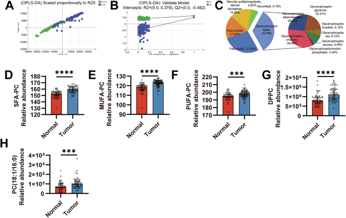 Fig. 1: Metabolomic analysis reveals alterations in phosphatidylcholine composition in tumor tissues of HNSCC patients.