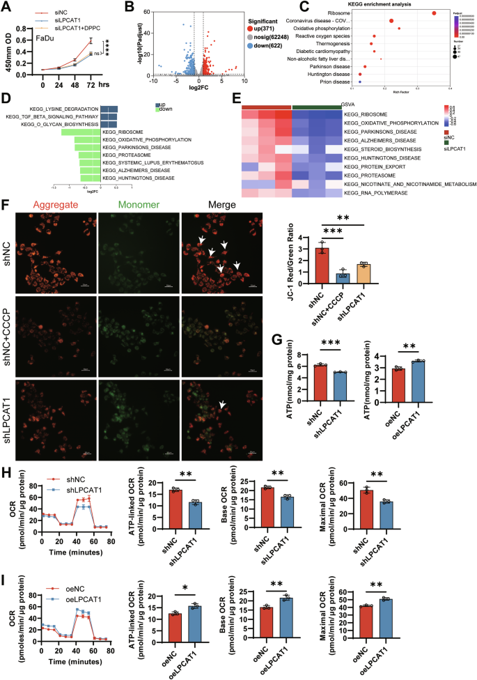 Fig. 5: LPCAT1 promotes mitochondrial oxidative phosphorylation in FaDu cells.
