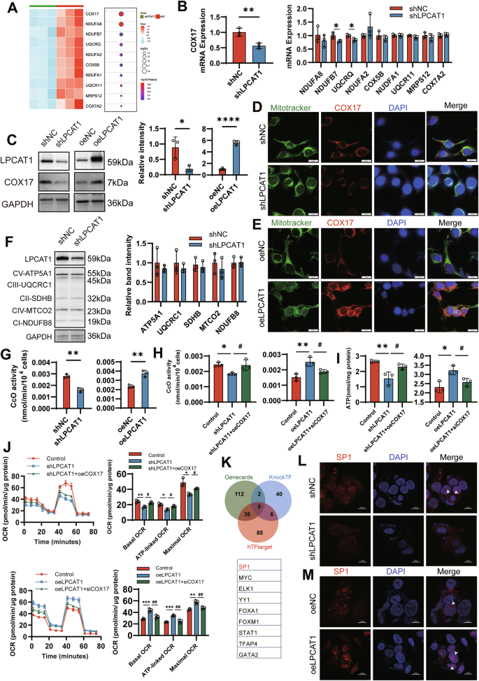 Fig. 6: LPCAT1 enhances cytochrome c oxidase activity by upregulating COX17 expression in HNSCC.