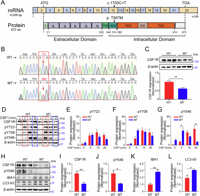 Fig. 1: CSF1R-MT reduces CSF1R autophosphorylation at Y546 and activates autophagy in vitro.
