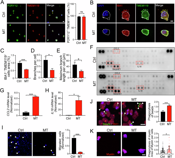 Fig. 2: CSF1R-MT triggers neuroinflammation and phagocytosis in patient iMGL.