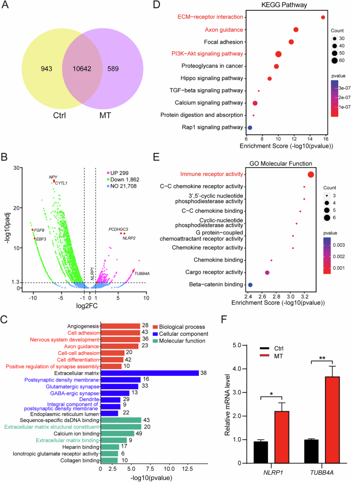 Fig. 3: Transcriptomic analysis reveals neuroinflammation in CSF1R-MT iMGL.