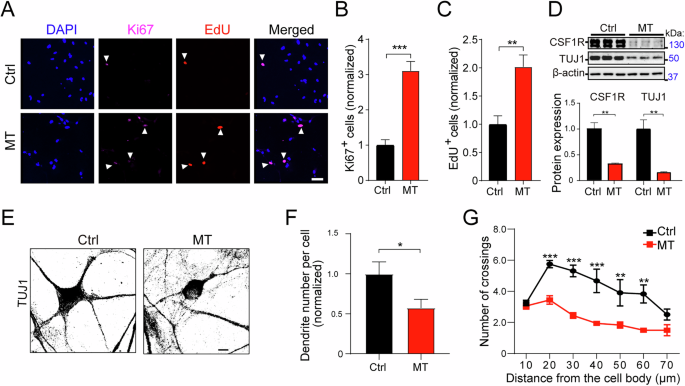 Fig. 4: CSF1R-MT promotes neural proliferation but inhibits neuronal differentiation and maturation.