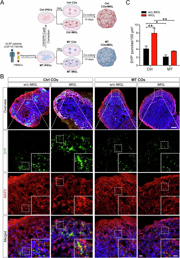 Fig. 6: CSF1R-MT iMGL exacerbates synaptic protein deficits in co-cultured MT COs.