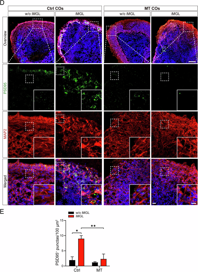 Fig. 6: CSF1R-MT iMGL exacerbates synaptic protein deficits in co-cultured MT COs.