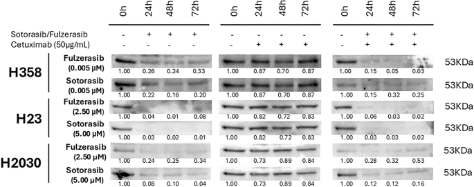 Fig. 3: Sotorasib and fulzerasib reduce MIG6 expression in mutant-KRAS G12C cell lines.