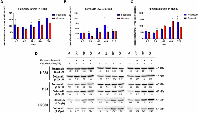 Fig. 4: Effects of KRAS G12C inhibitors on fumarate accumulation and ASS1 levels in KRAS G12C-mutant cell lines.