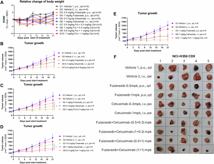 Fig. 5: Combination treatment with fulzerasib and cetuximab reduces tumor growth in H358 xenografts.
