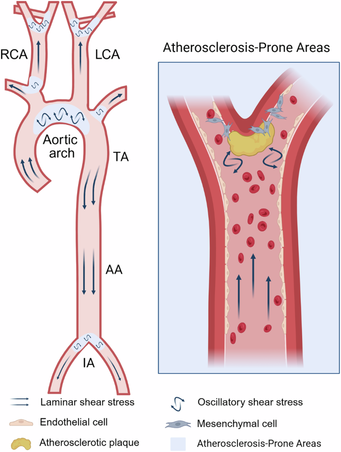 Fig. 1: Schematic diagram of vascular distribution showing OSS-induced EndMT accelerating atherosclerosis.