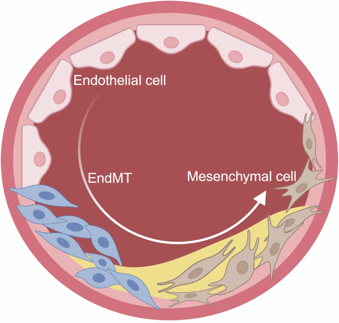 Fig. 3: The conversion process of ECs to mesenchymal cells.