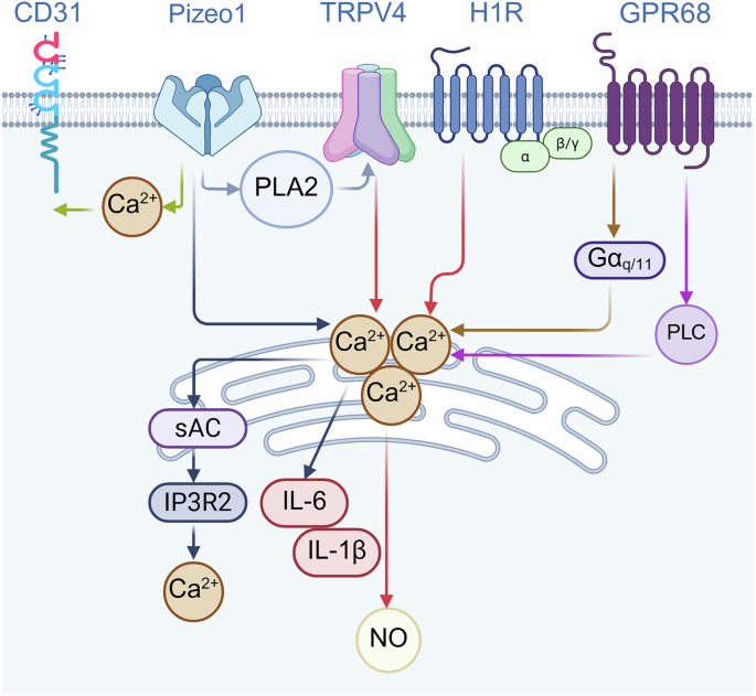 Fig. 5: Ion channels and GPCR engage in a complex interaction mediated by Ca2+.