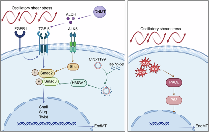 Fig. 6: Signaling pathways of OSS-induced EndMT development.