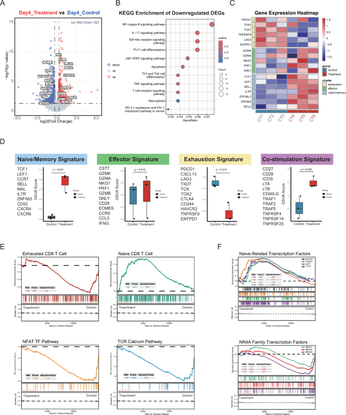 Fig. 6: The Transcriptional Impact of ITK Inhibitor on CD19 CAR-T Cells.