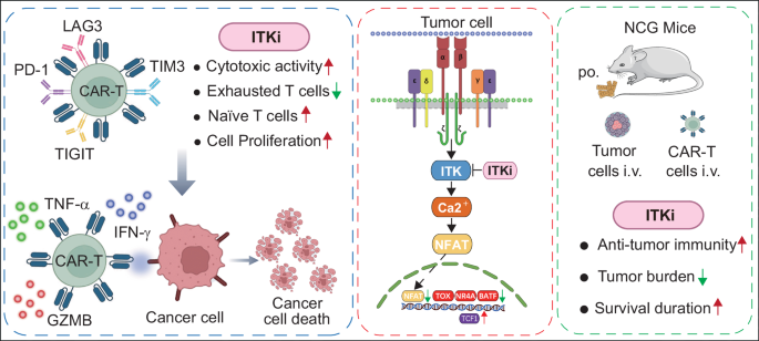 Fig. 7: Proposed model on the role of ITK inhibition in CAR-T cell exhaustion and function.