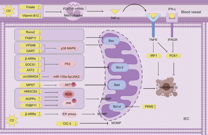 glutathione production liver Inter-organ GSH transport. GSH is secreted from hepatocytes into empty