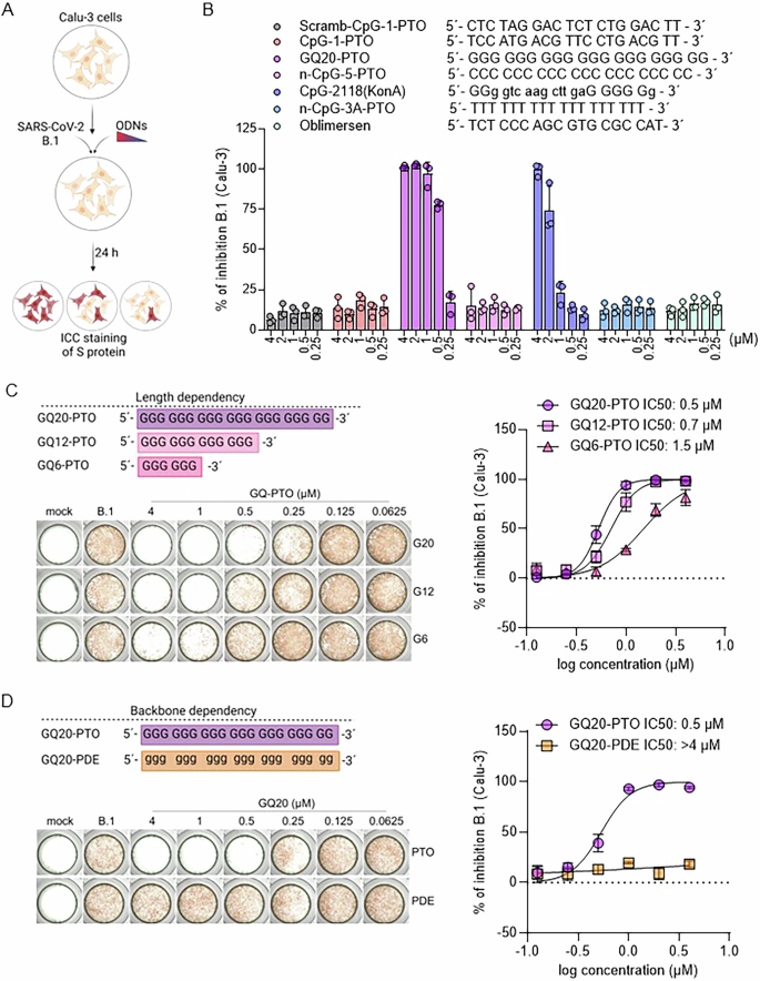 Fig. 1: GQ20-PTO inhibits replication of SARS-CoV-2 in Calu-3 cells.