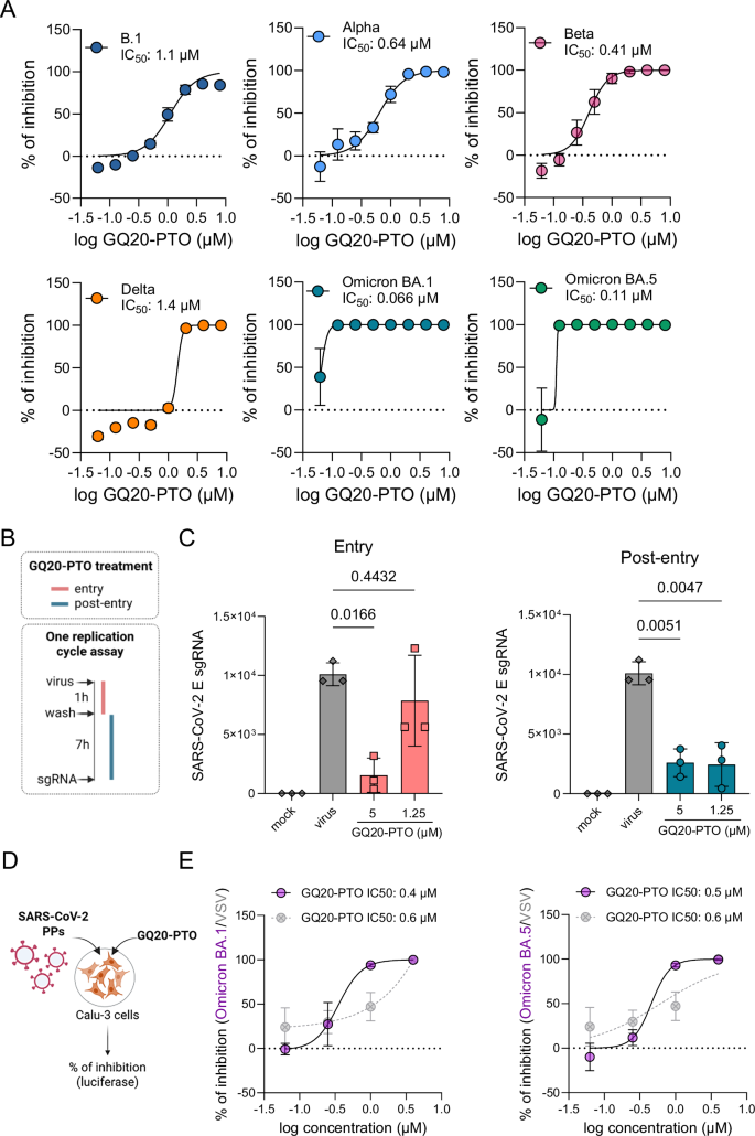 Fig. 3: GQ20-PTO inhibits different SARS-CoV-2 variants, inhibits virus entry and replication.