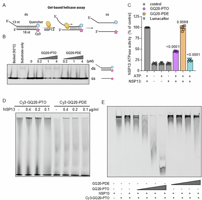 Fig. 4: GQ20-PTO inhibits SARS-CoV-2 NSP13 helicase and ATPase activity.