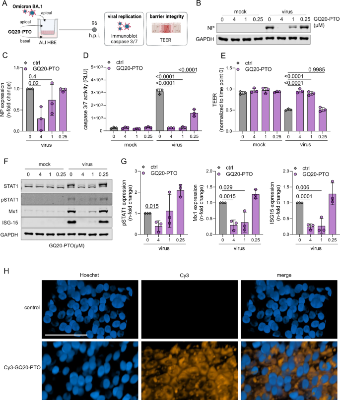 Fig. 5: GQ20-PTO inhibits virus replication in ALI cultures of primary human bronchial epithelial (HBE) cells.