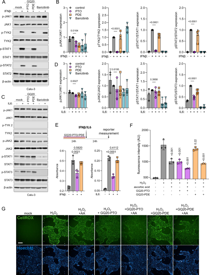 Fig. 6: GQ20-PTO suppresses inflammatory signaling molecules and diminishes oxidative stress.