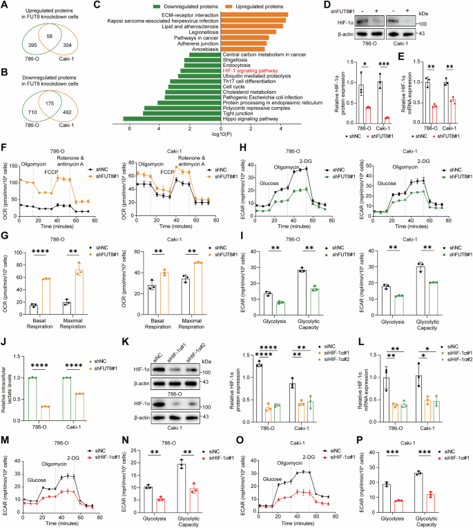 Fig. 3: FUT8 drives HIF-1α-mediated metabolic reprogramming in ccRCC.