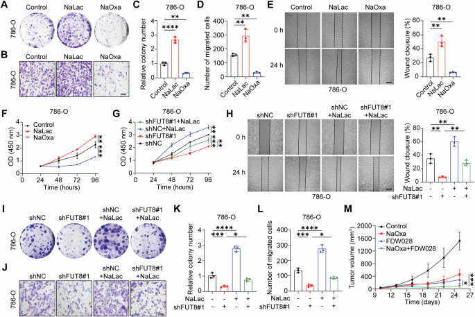 Fig. 4: Lactate mediates FUT8-dependent malignant phenotypes in ccRCC.