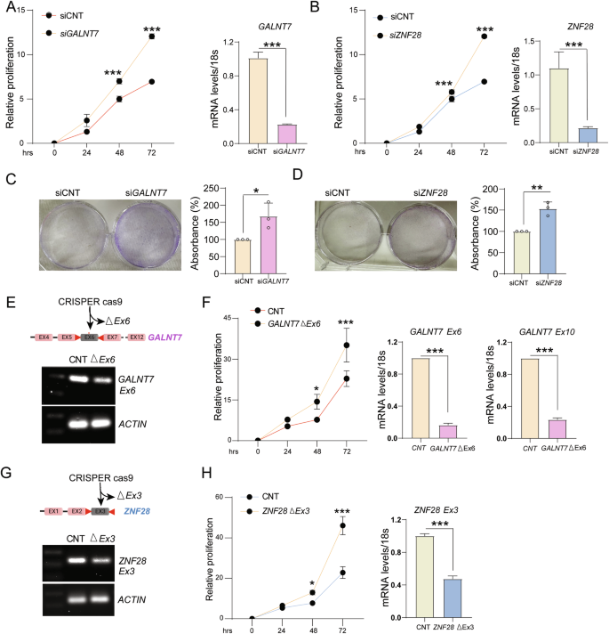 Fig. 5: Knockdown of GALNT7 and ZNF28 increased the proliferation of IHEEC cells.
