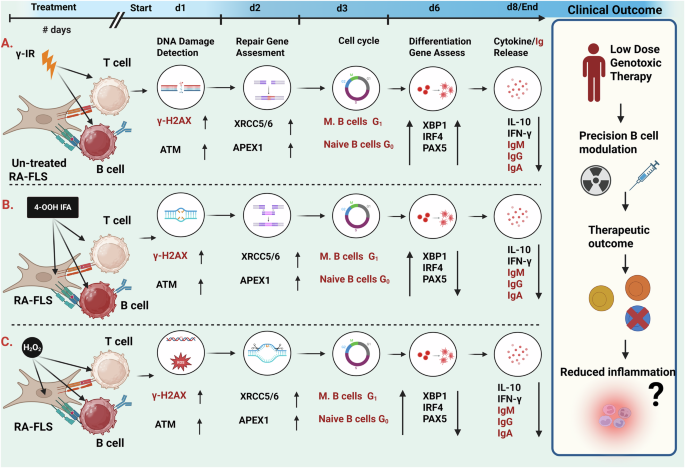 Fig. 8: Genotoxic stress responses over time in PBMC-RA-FLS co-culture.