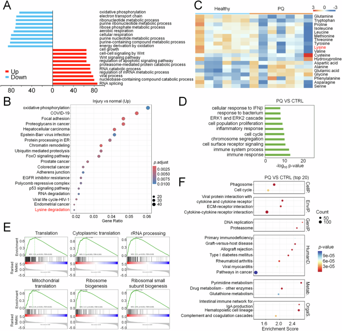 Fig. 1: Severe ALI leads to metabolic rewiring in pulmonary alveolar epithelial cells.
