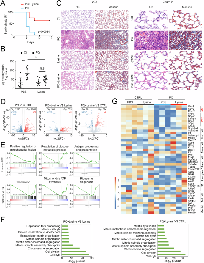 Fig. 2: Lysine alleviates PQ-induced acute lung injury.