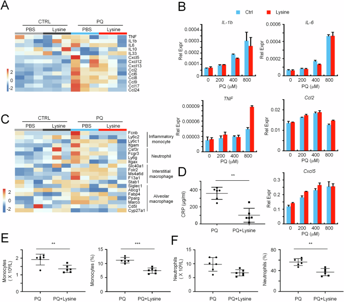 Fig. 3: Lysine treatment attenuates PQ-induced immune activation.