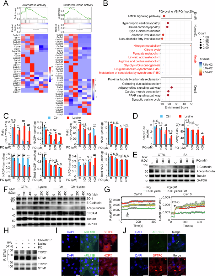 Fig. 6: Lysine replenishes acetyl-CoA deficiency for restoration of ciliogenesis, calcium homeostasis, and E-Cadherin integrity in PQ-injured pulmonary epithelial cells.