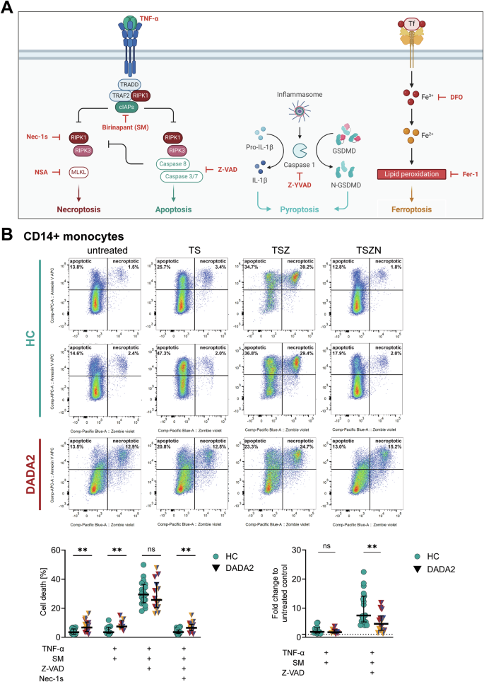 Fig. 2: Analysis of cell death in DADA2 at baseline and after induction of apoptosis and necroptosis in vitro.