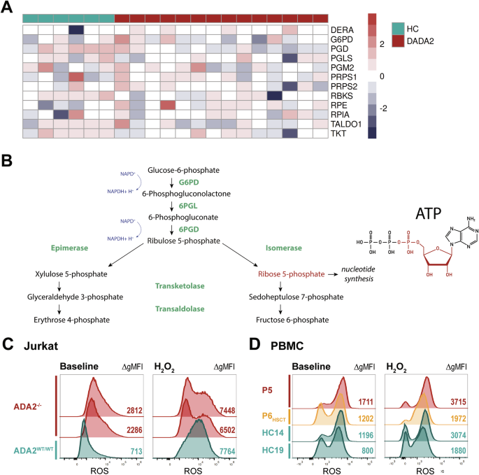Fig. 8: Pentose phosphate pathway and oxidative stress in DADA2.