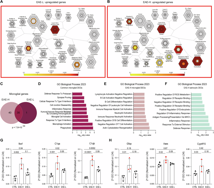 Fig. 4: Cell-specific expression analysis (CSEA) of upregulated genes in both EAE subgroups.