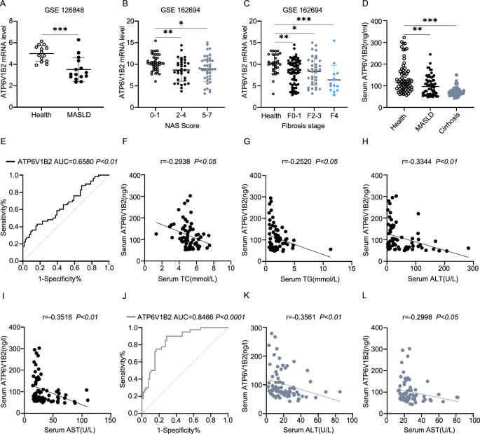 Fig. 1: ATP6V1B2 has diagnostic value in the serum of patients with MASLD.
