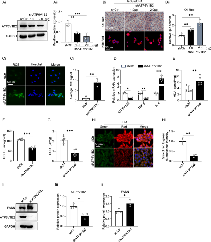 Fig. 3: ATP6V1B2 deficiency exacerbates lipid deposition and oxidative stress in HepG2 cells.