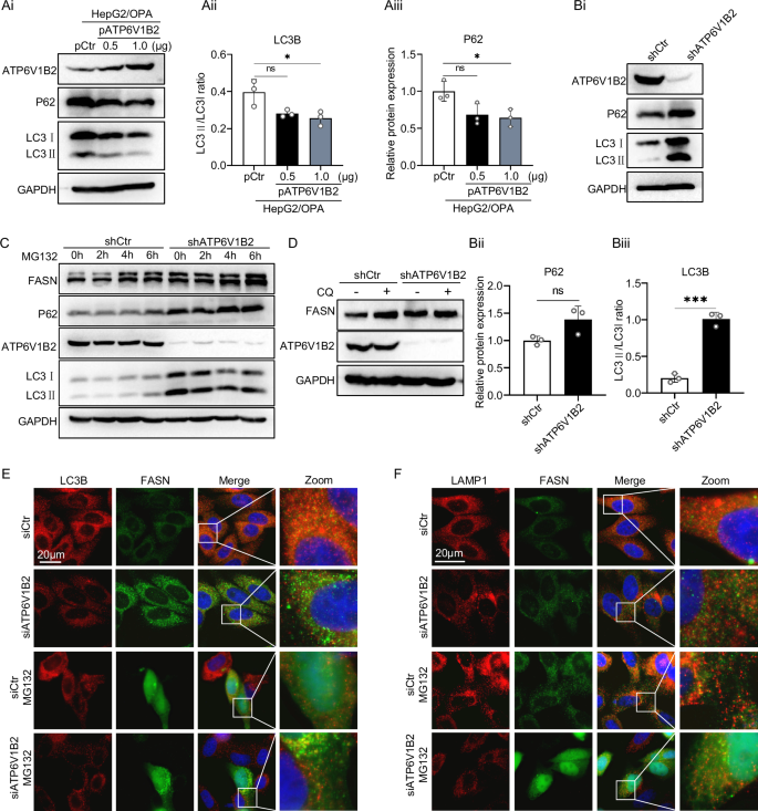 Fig. 6: ATP6V1B2 promotes autophagic degradation of FASN protein.
