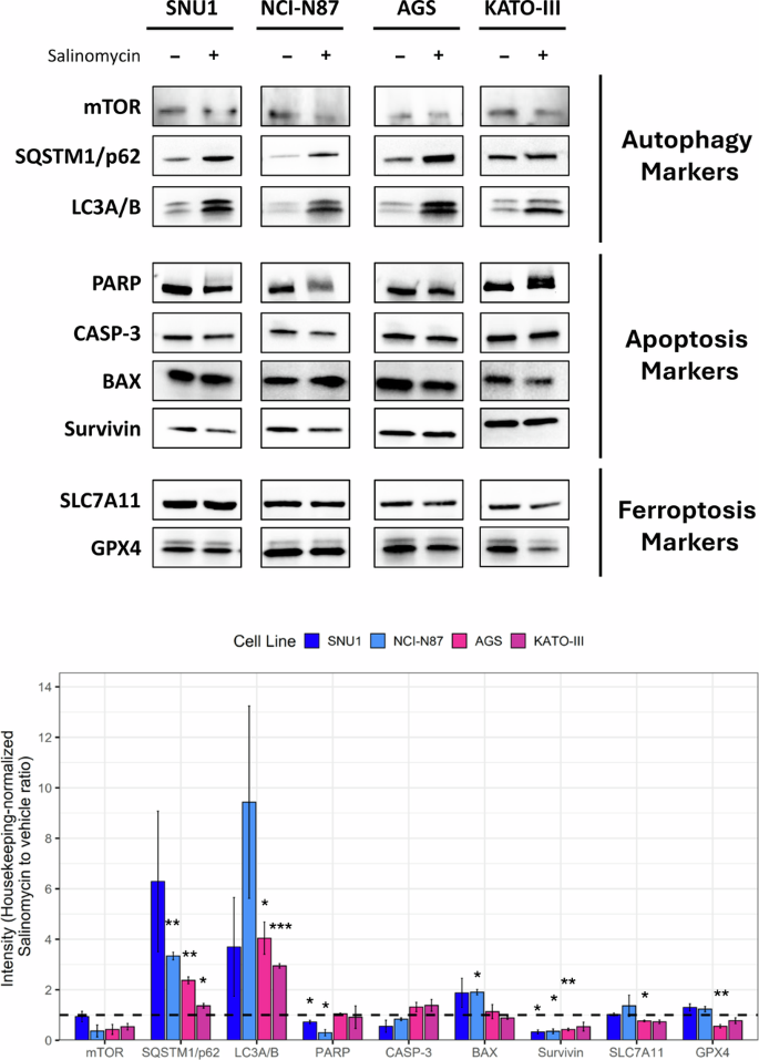 Fig. 5: Salinomycin promoted GC cell line RCD through different signaling pathways.