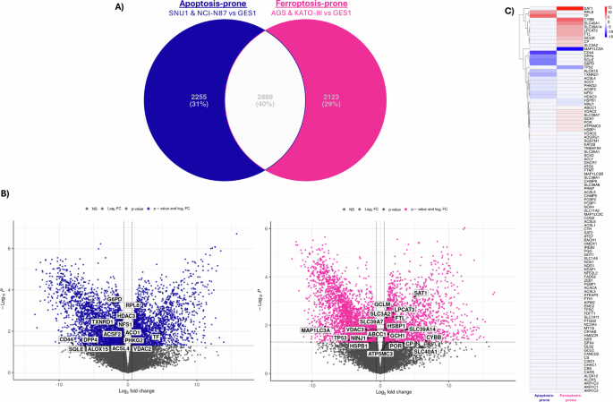 Fig. 6: A ferroptosis-related gene signature characterizes ferroptosis-prone GC cell lines.