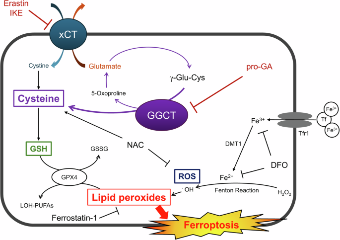 maxgxl the glutathione accelerator side effects Dual inhibition of xCT and GGCT induces ferroptosis in glioblastoma cells  by depleting cysteine and disrupting redox homeostasis
