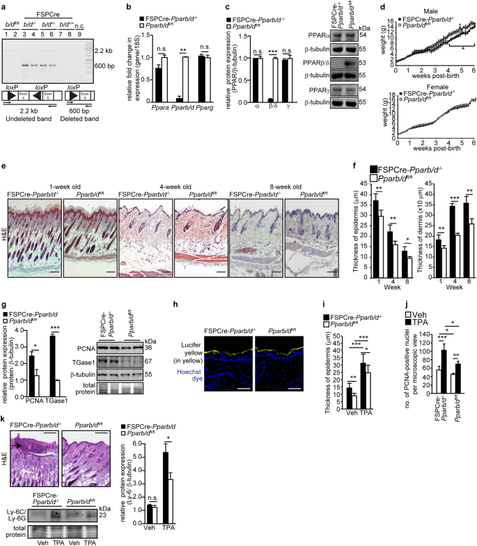 Fig. 1: Pparb/d ablation in fibroblasts enhances epidermal inflammation.