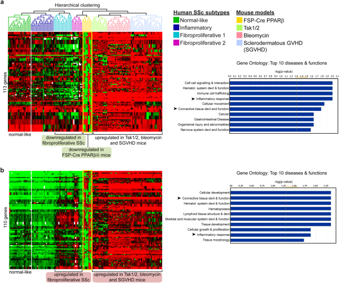 Fig. 3: Mouse models of SSc recapitulate the fibroproliferative subset of human SSc.