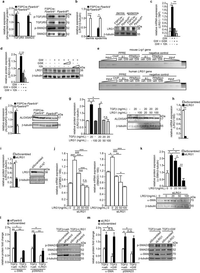 Fig. 5: Fibroblast PPARβ/δ modulates TGFβ1 signaling via LRG1.