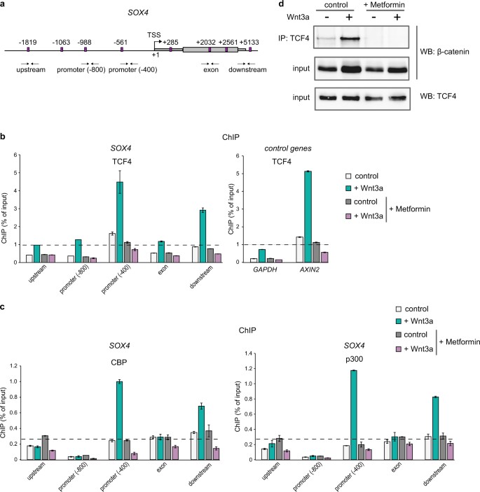Fig. 2: Metformin treatment abolishes TCF4/β-catenin/CBP-p300 activation complex formation.