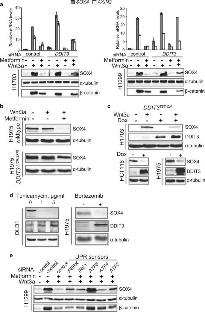 Fig. 3: DDIT3 is a key mediator of SOX4 repression and Wnt signaling inhibition.