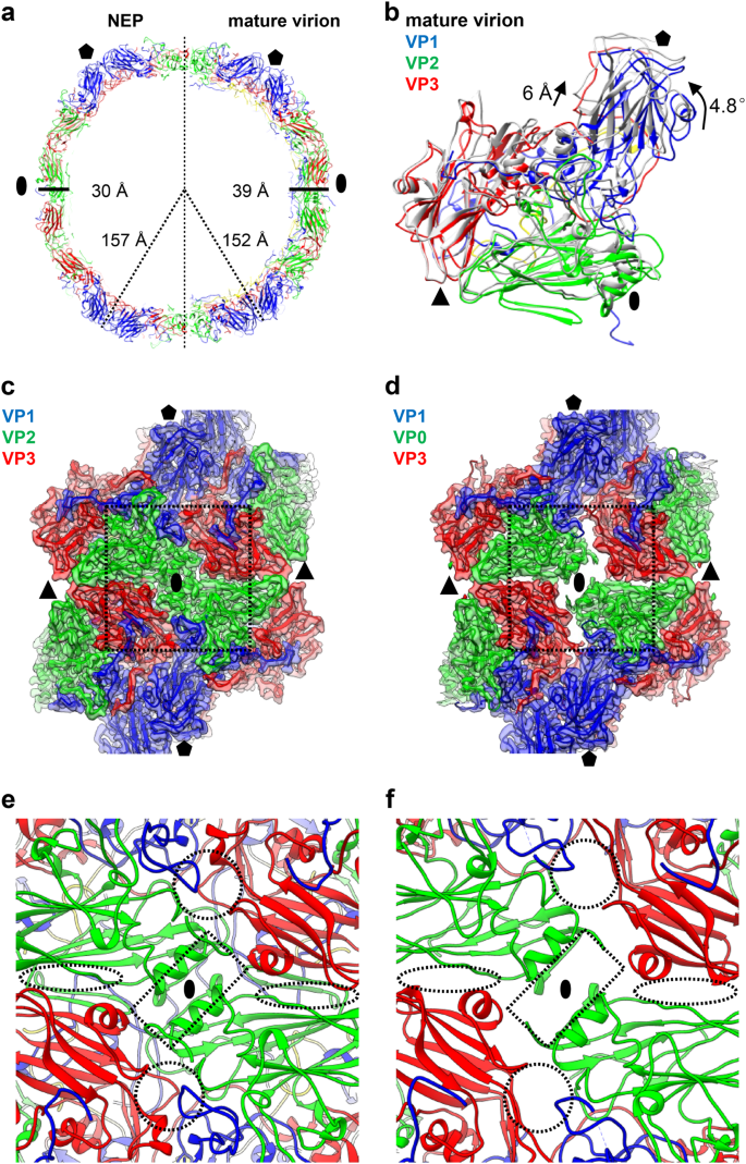 Coxsackievirus A10 Atomic Structure Facilitating The Discovery Of A Broad Spectrum Inhibitor Against Human Enteroviruses Cell Discovery